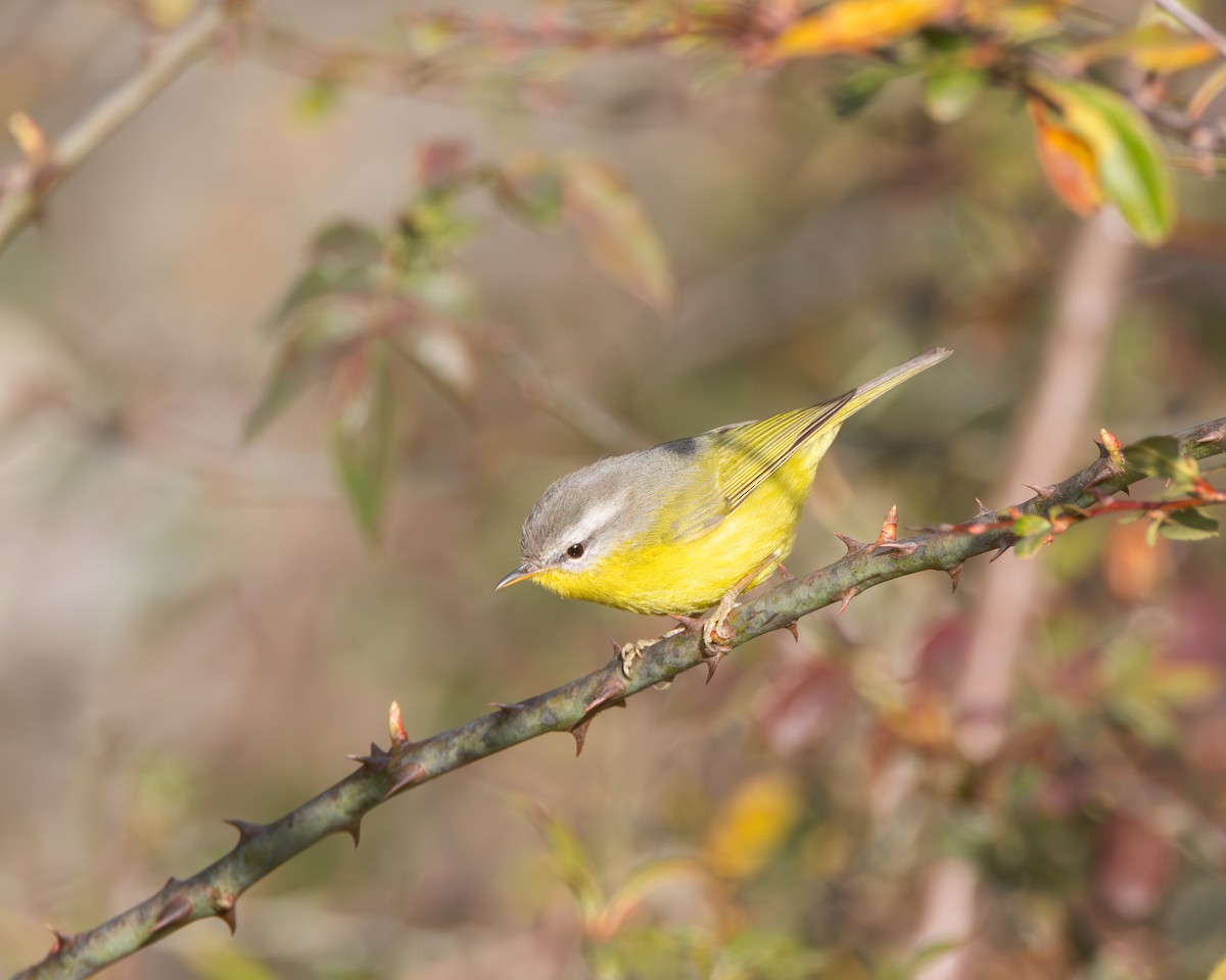 Gray-hooded Warbler - ML625037408