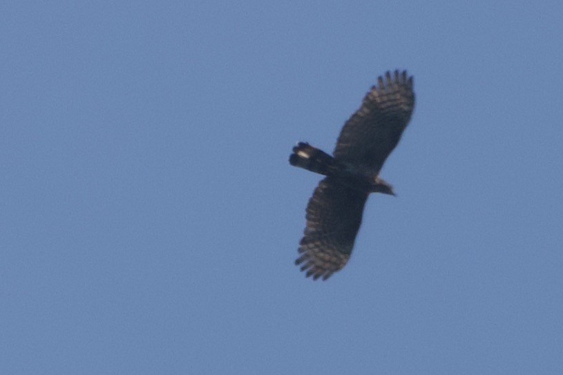 Sulawesi Honey-buzzard - ML625037427