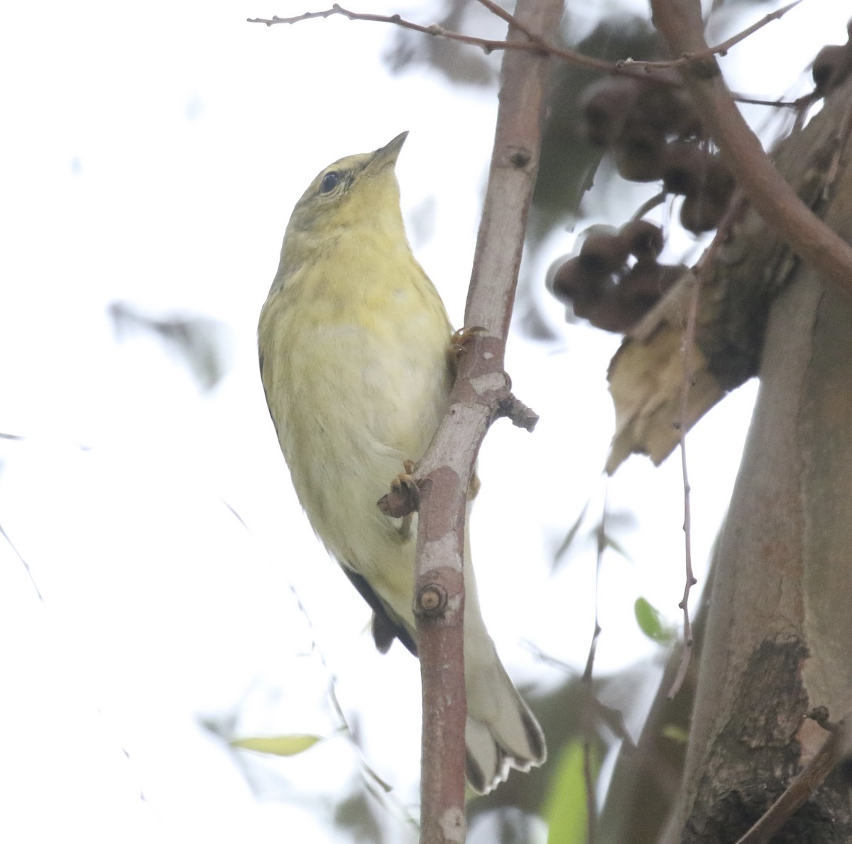 Blackpoll Warbler - ML625037440