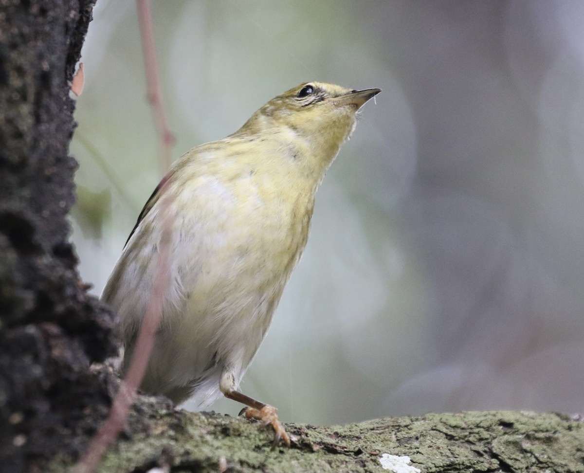 Blackpoll Warbler - ML625037441
