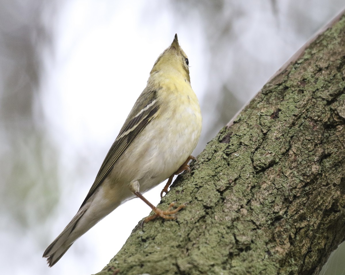 Blackpoll Warbler - ML625037442