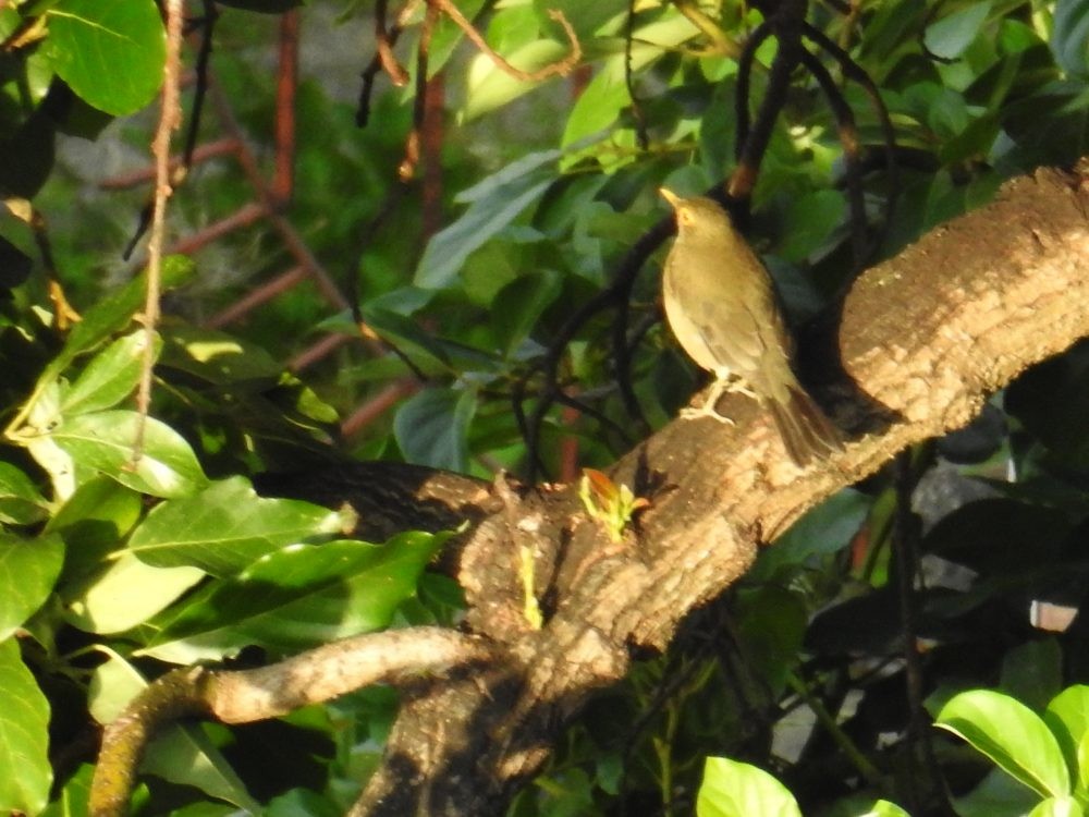 Spectacled Thrush - ML625037462