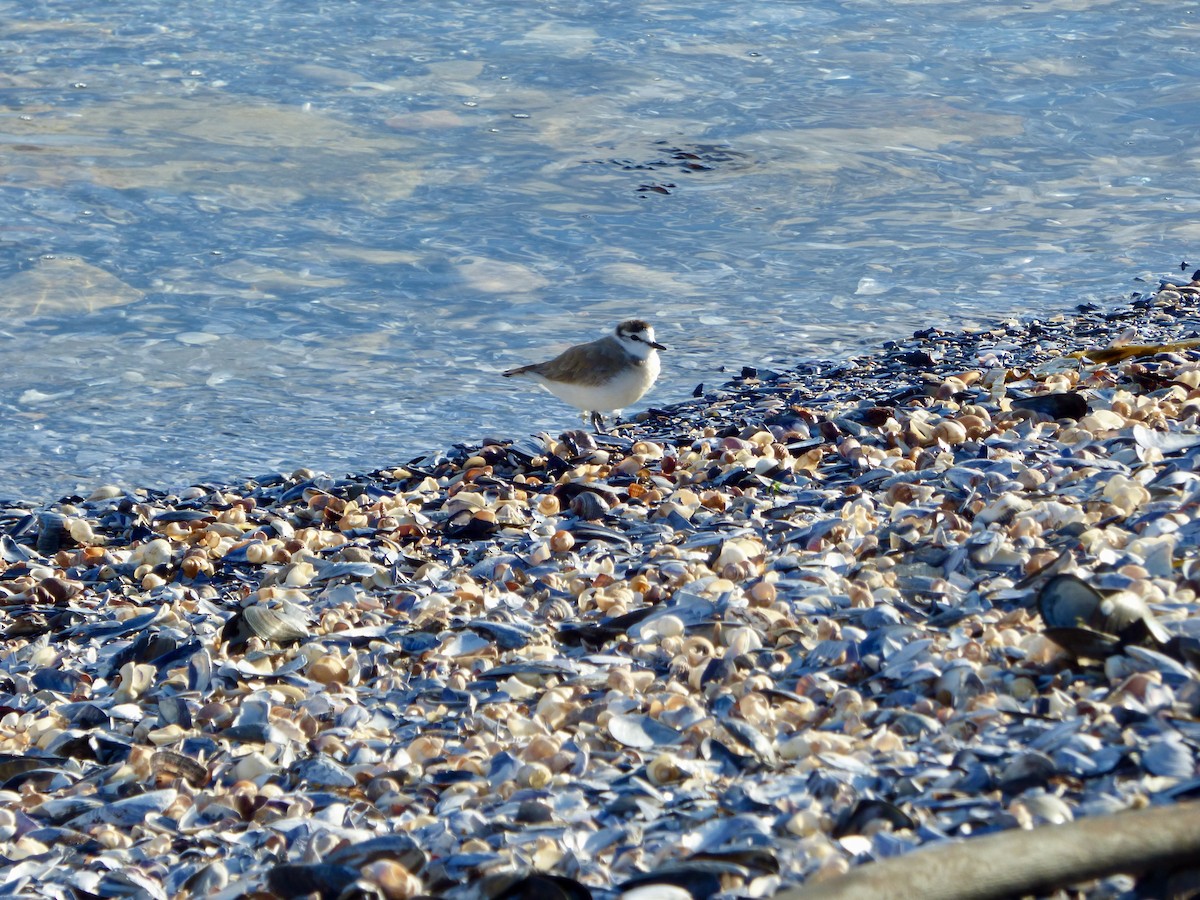 White-fronted Plover - ML625037555