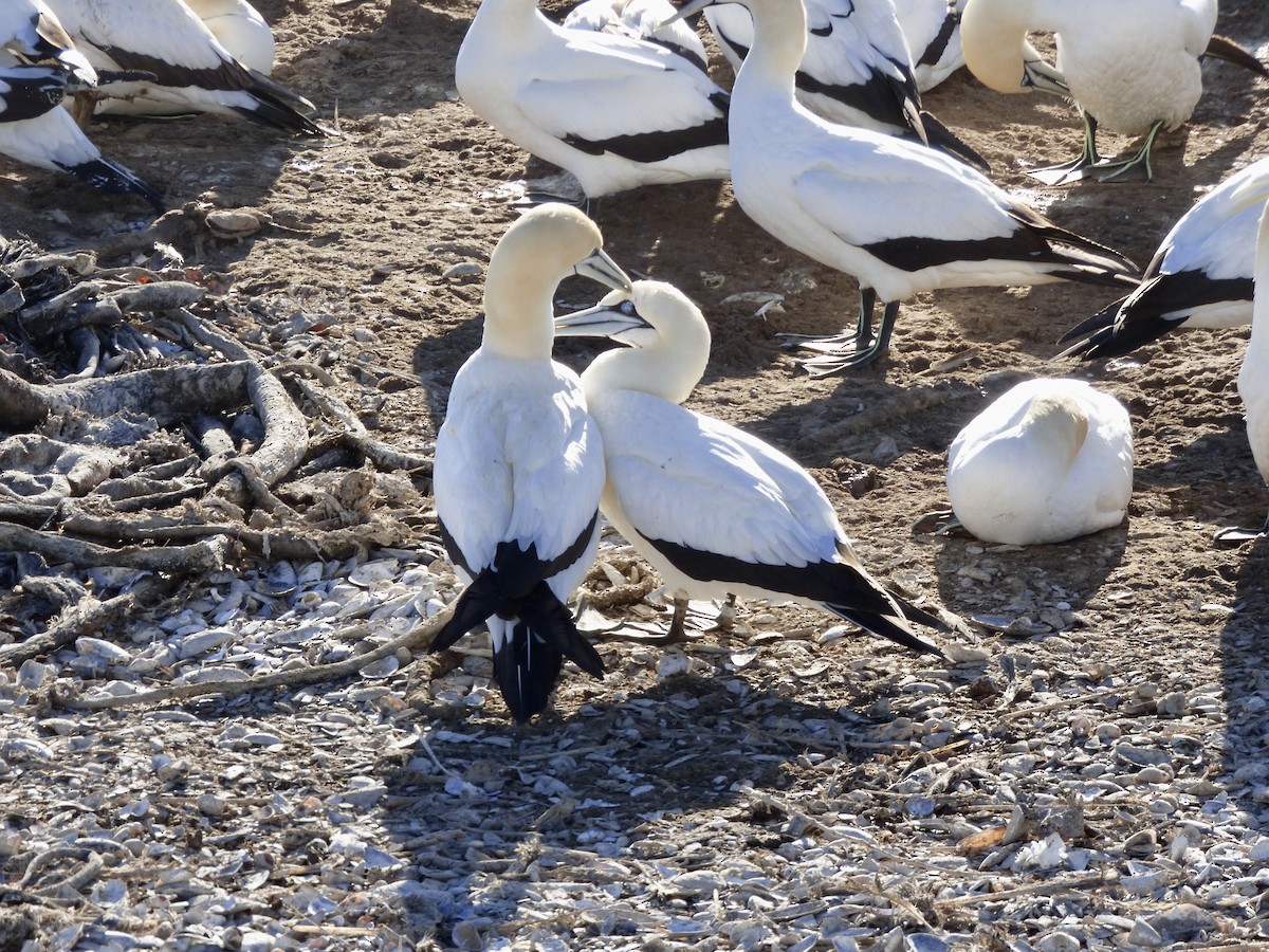 Cape Gannet - ML625037578