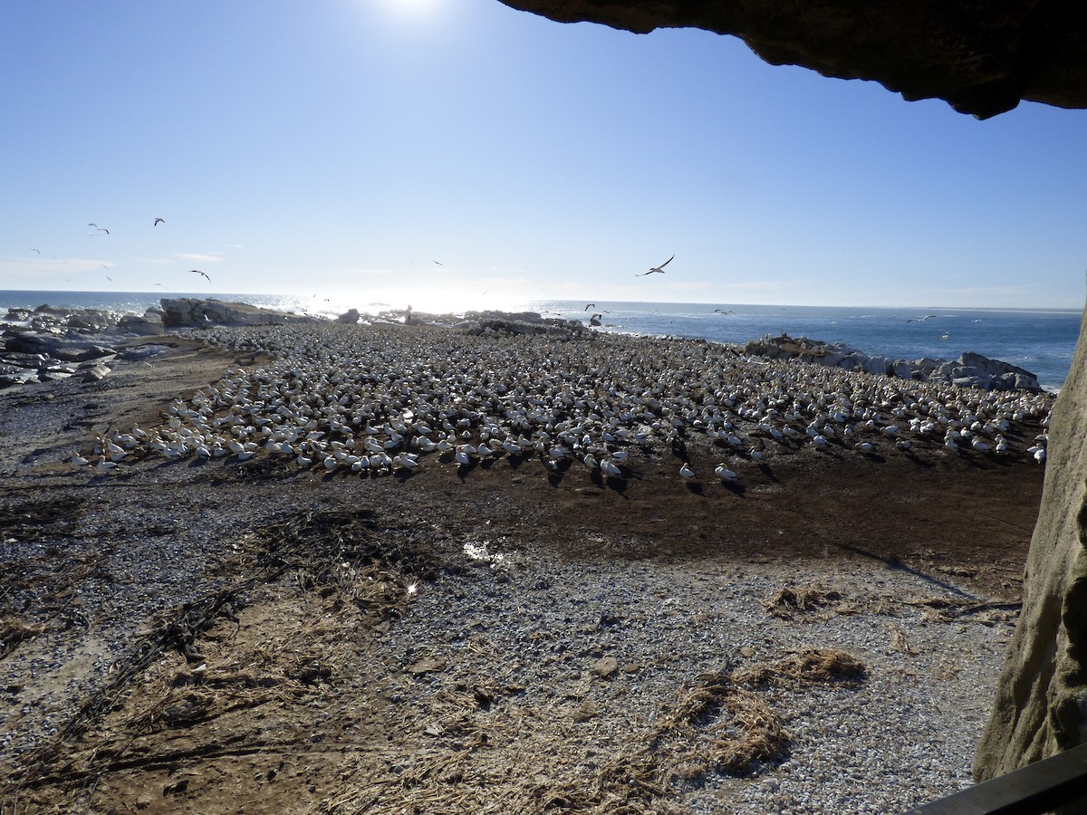 Cape Gannet - ML625037583