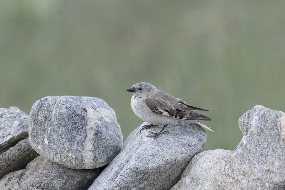 Black-winged Snowfinch - ML625037669