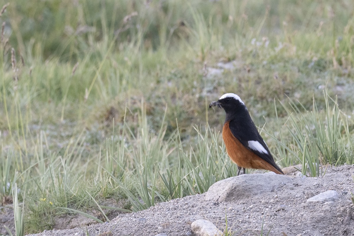 White-winged Redstart - ML625037683