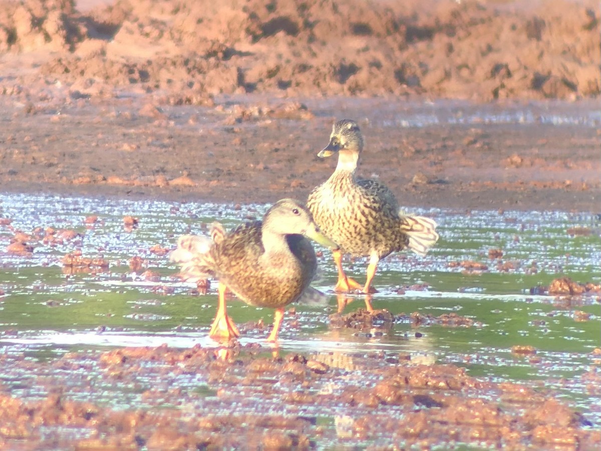 Hawaiian Duck - Adrian Burke