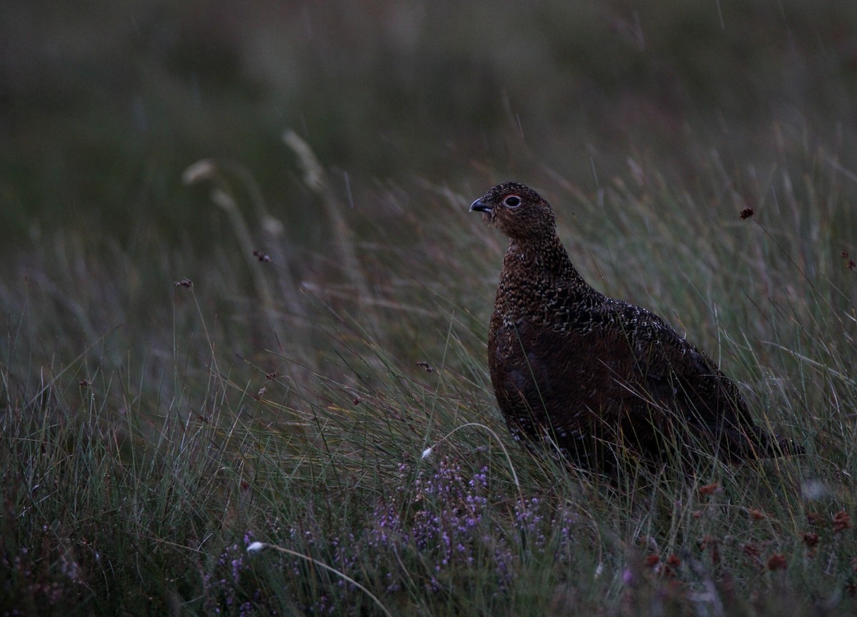 Willow Ptarmigan (Red Grouse) - ML625037745