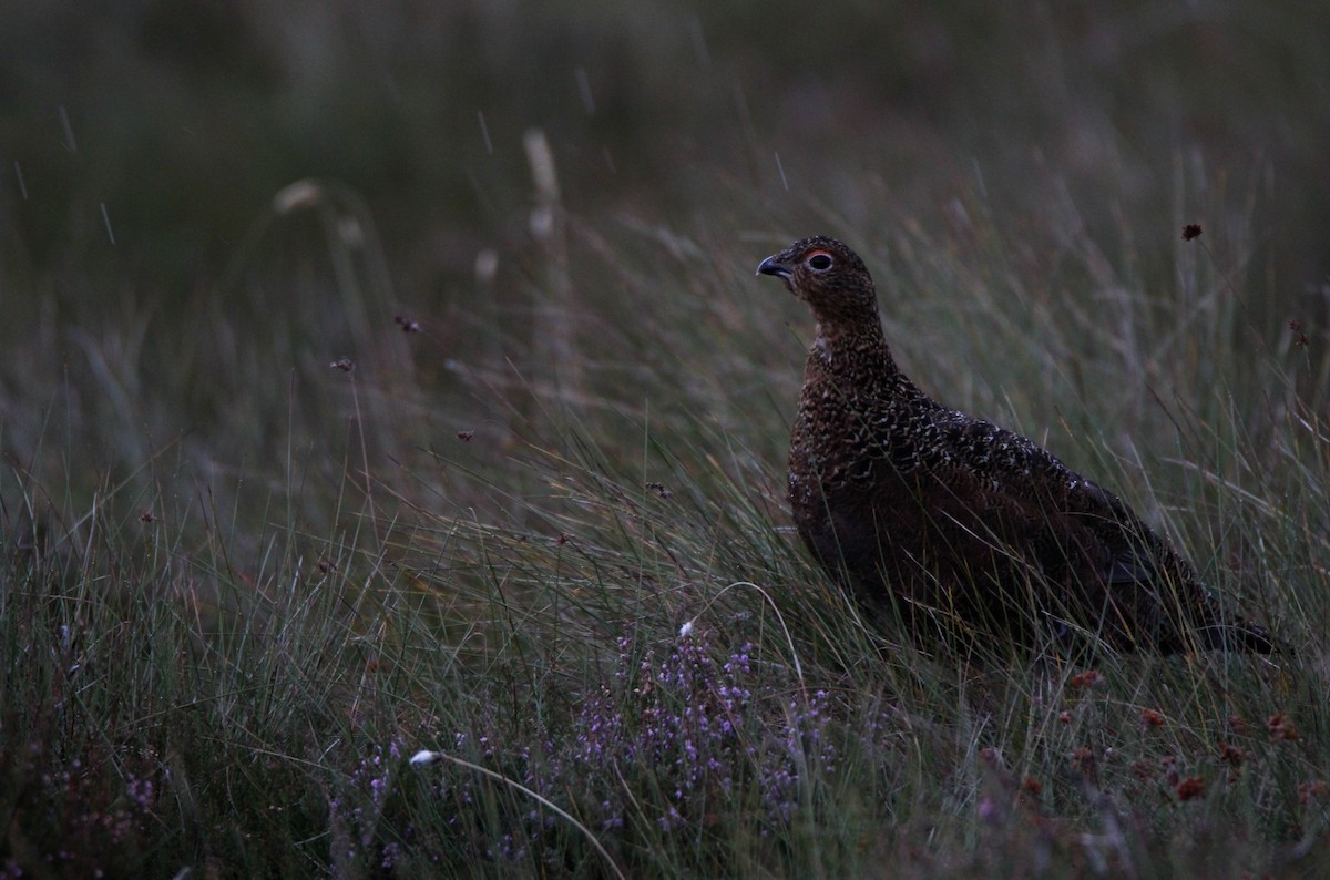 Willow Ptarmigan (Red Grouse) - ML625037746