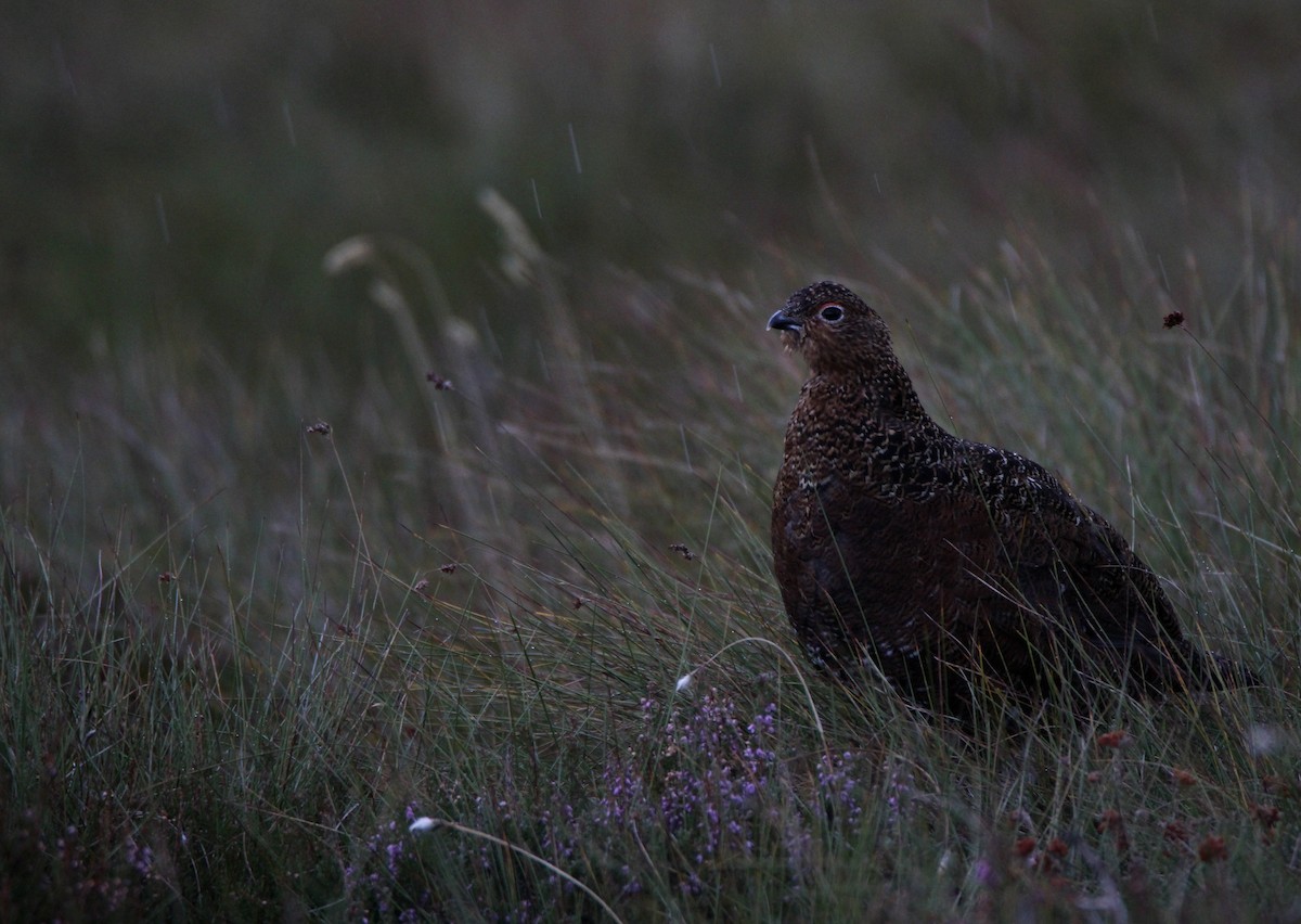 Willow Ptarmigan (Red Grouse) - ML625037747