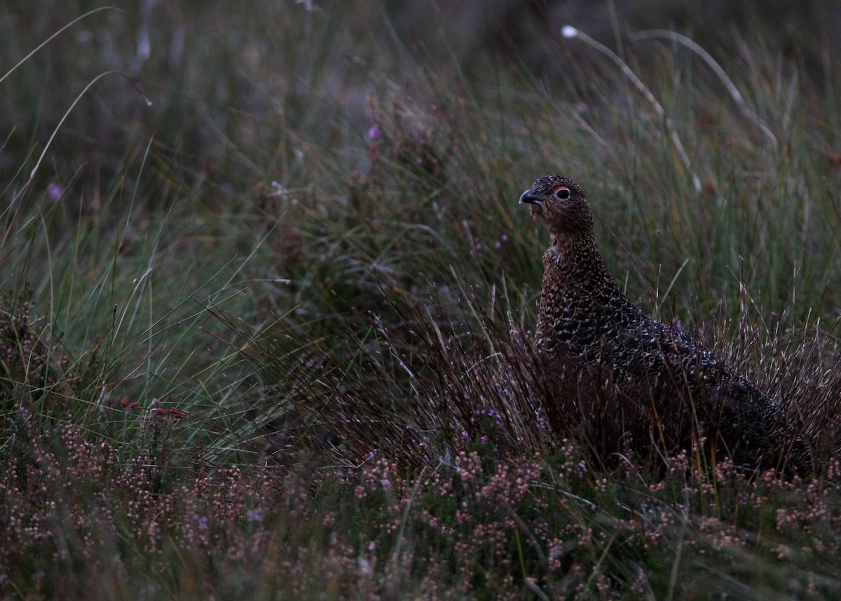 Willow Ptarmigan (Red Grouse) - ML625037748