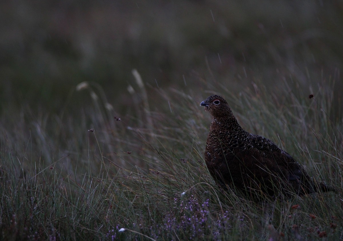 Willow Ptarmigan (Red Grouse) - ML625037753