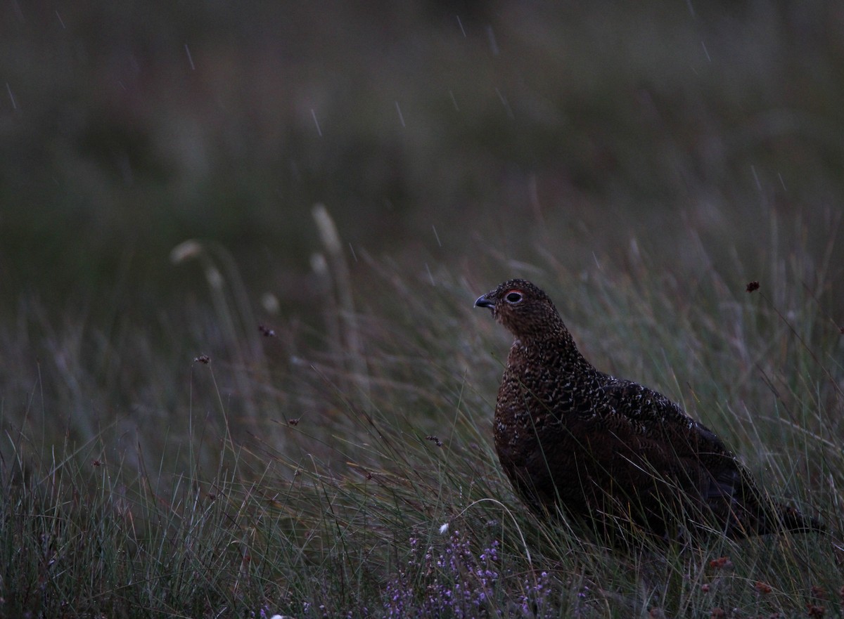 Willow Ptarmigan (Red Grouse) - Pau Iglesias