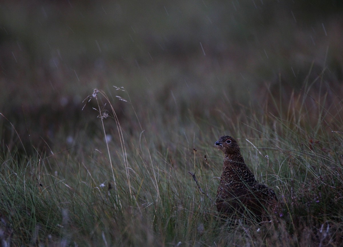 Willow Ptarmigan (Red Grouse) - ML625037755