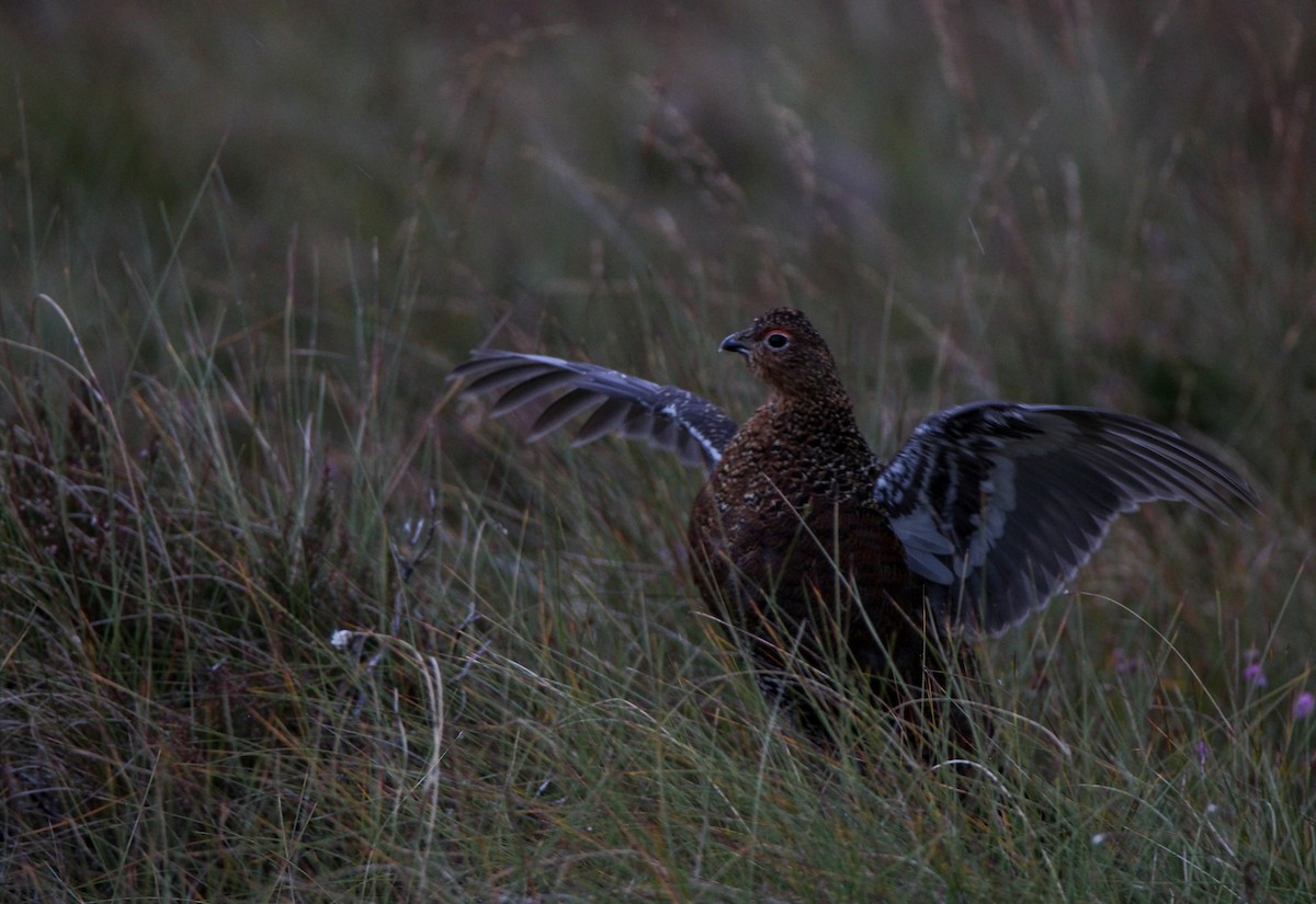 Willow Ptarmigan (Red Grouse) - ML625037756