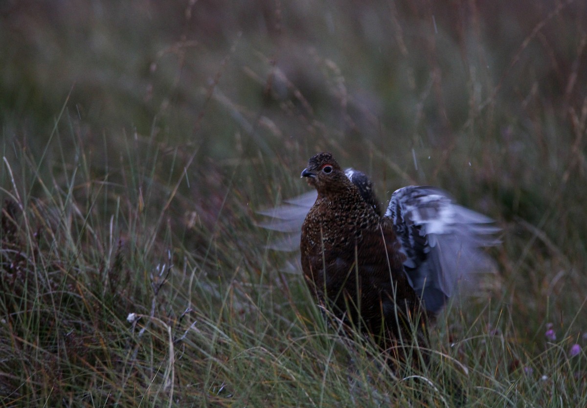 Willow Ptarmigan (Red Grouse) - ML625037758