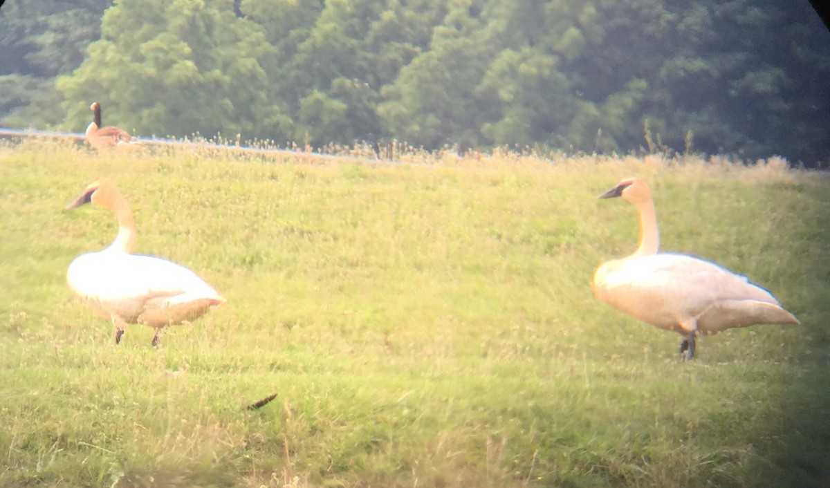 Trumpeter Swan - ML62503781