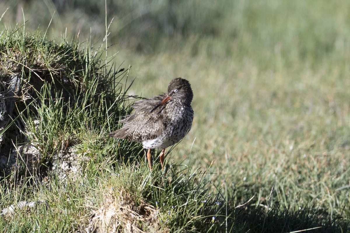 Common Redshank - ML625037870