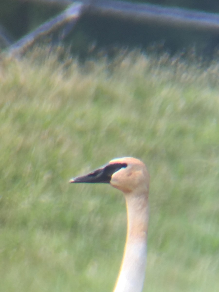 Trumpeter Swan - ML62503791