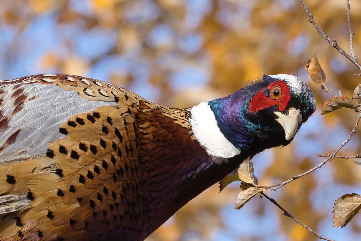 Fagiano comune - ML625037957