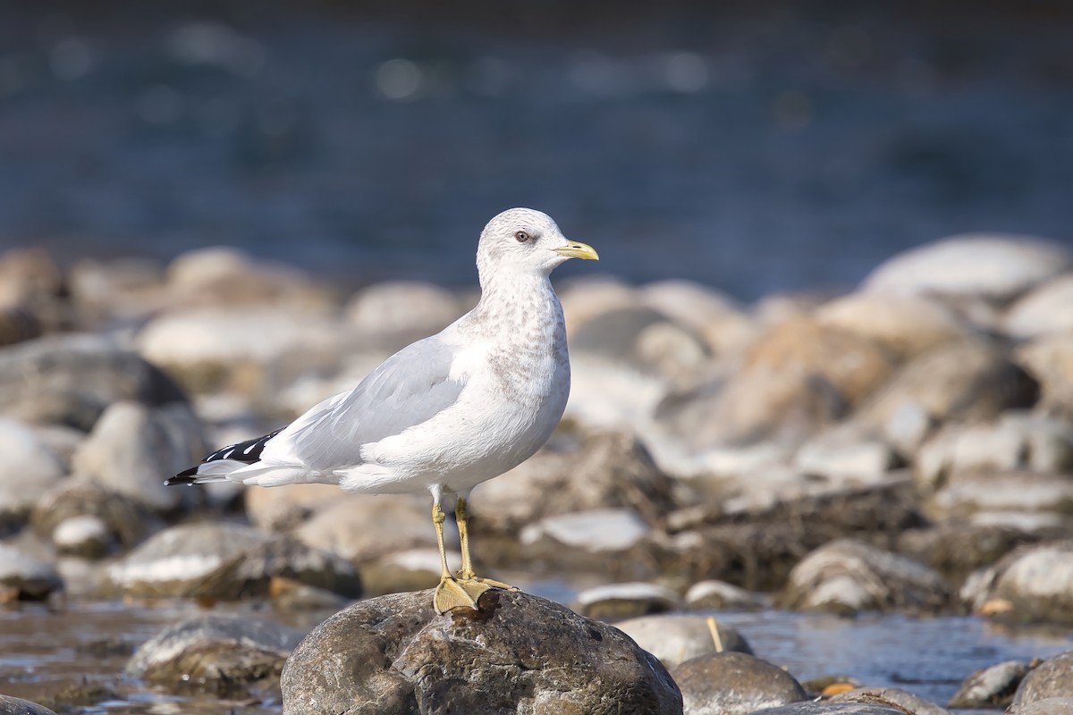 Short-billed Gull - ML625037969