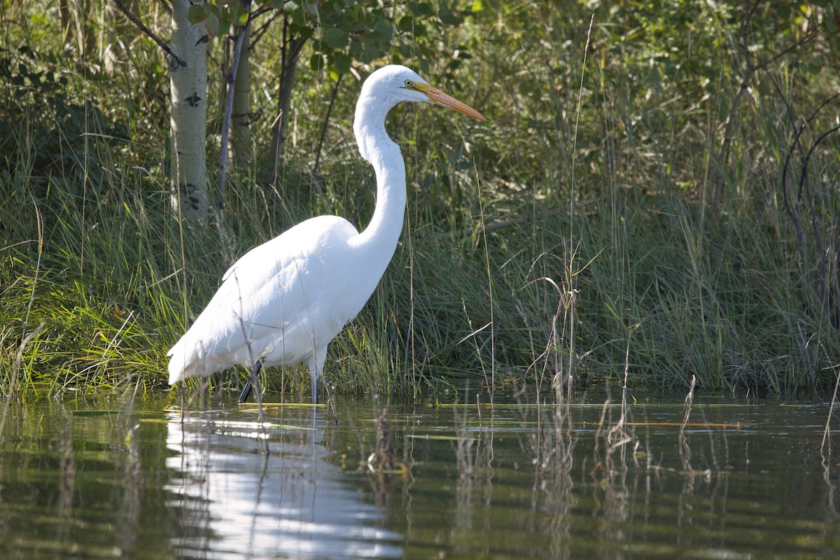 Airone bianco maggiore - ML625037995