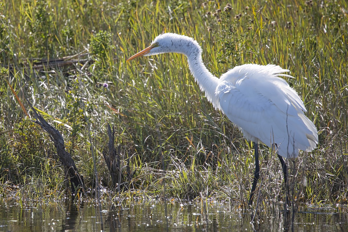 Airone bianco maggiore - ML625037998