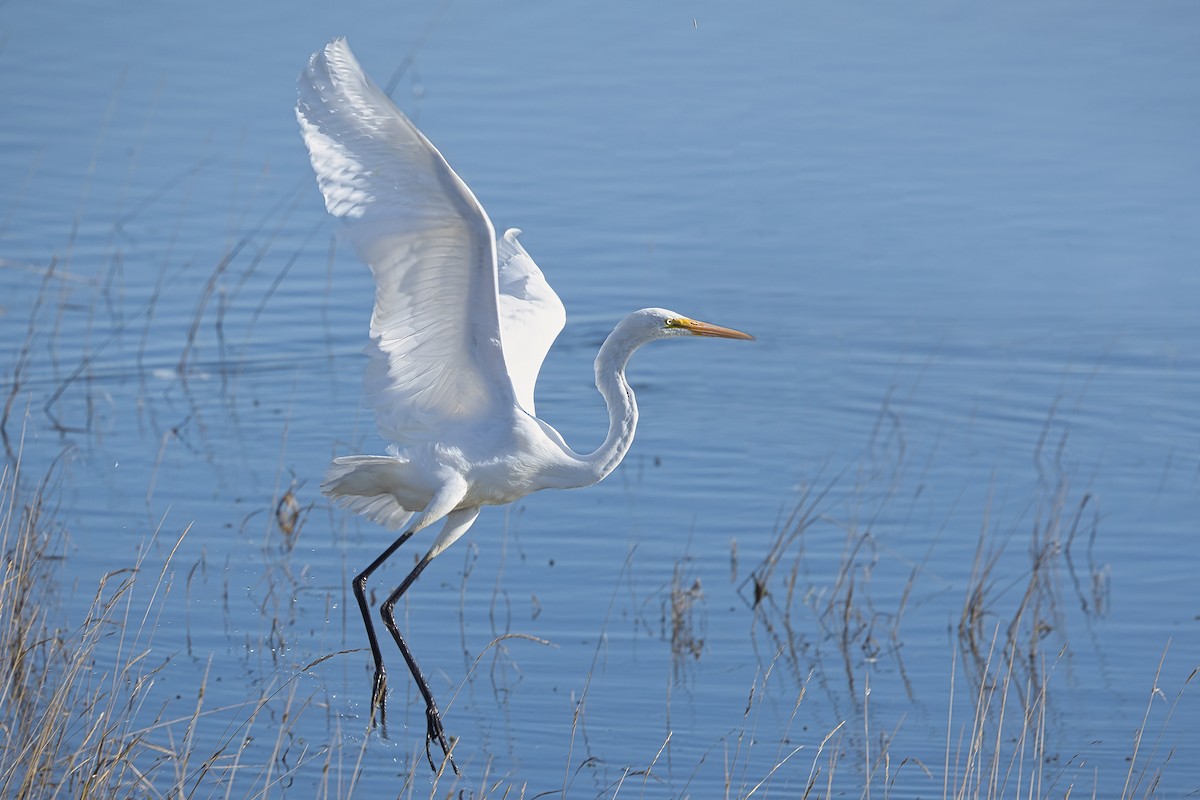 Airone bianco maggiore - ML625037999