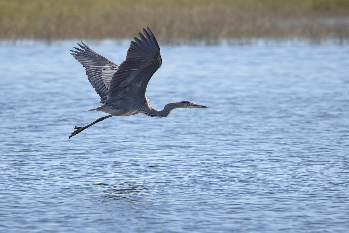 Great Blue Heron - ML625038006