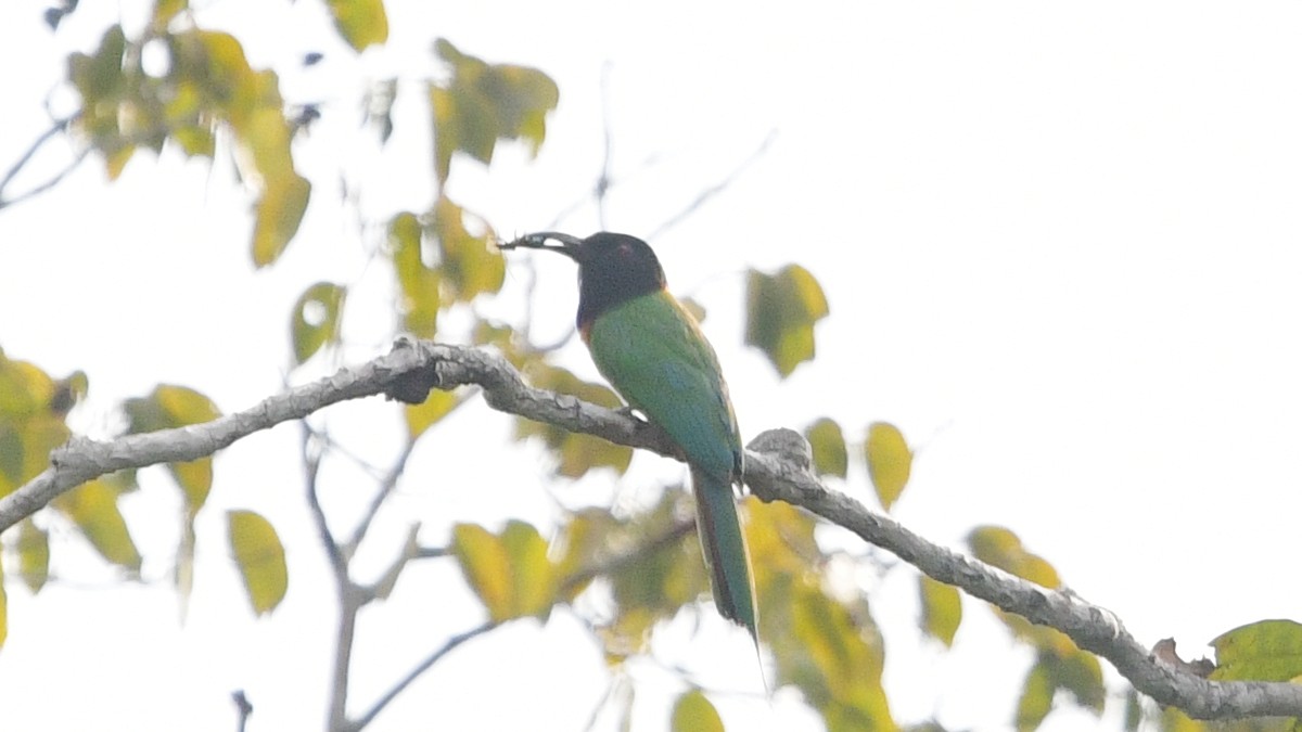 Black-headed Bee-eater - ML625038028