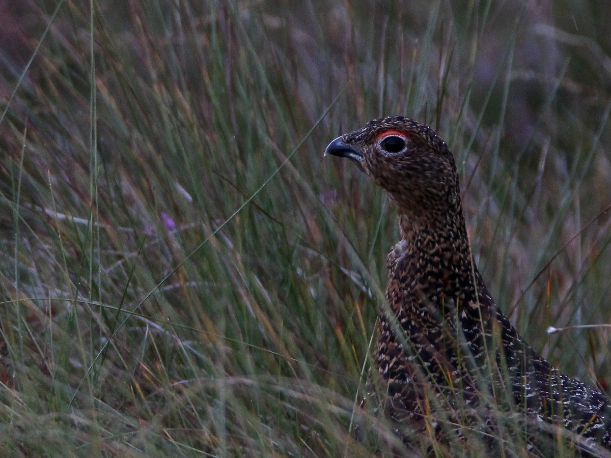 Willow Ptarmigan (Red Grouse) - ML625038043