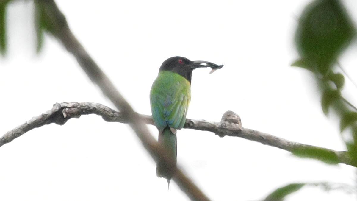Black-headed Bee-eater - ML625038063