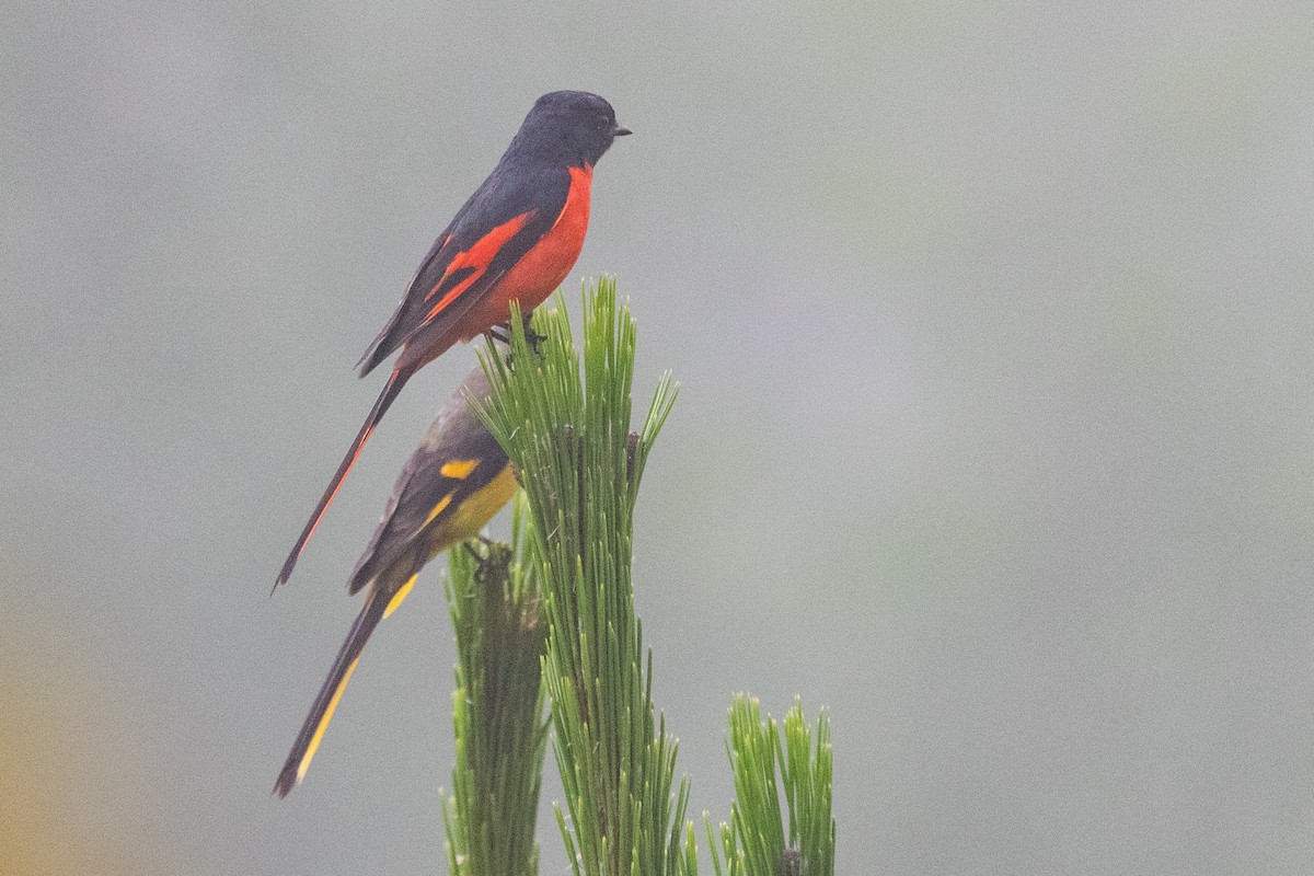 Long-tailed Minivet - ML625038135