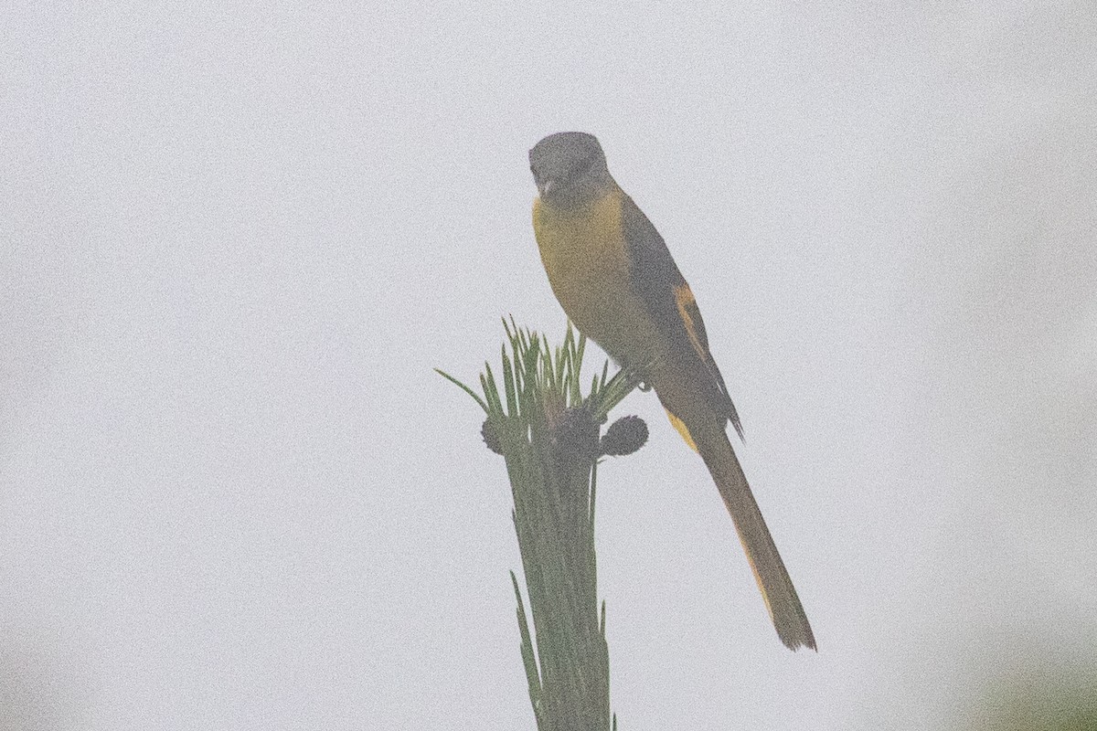 Long-tailed Minivet - ML625038179