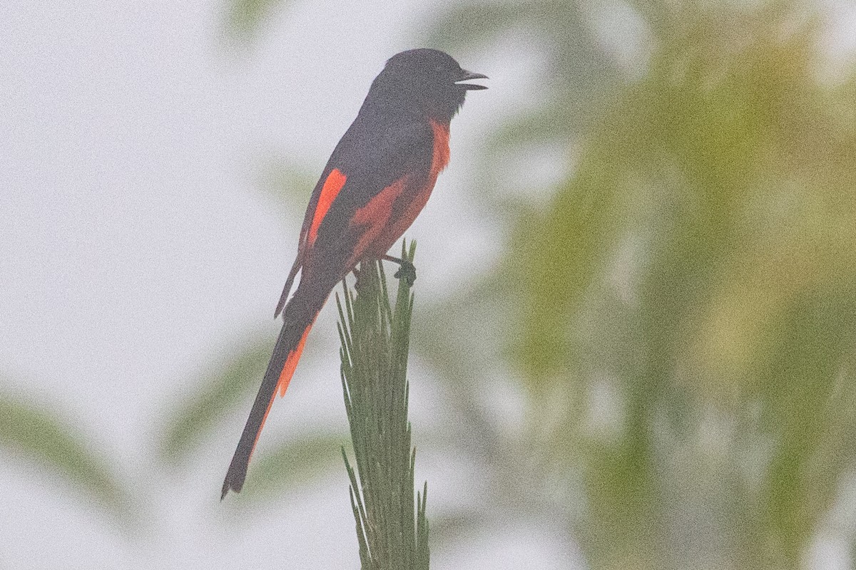 Long-tailed Minivet - ML625038190