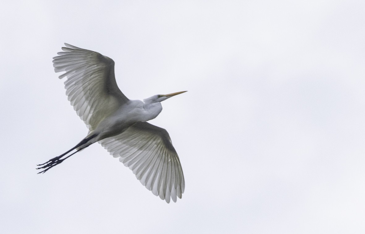 Great Egret - ML625038192