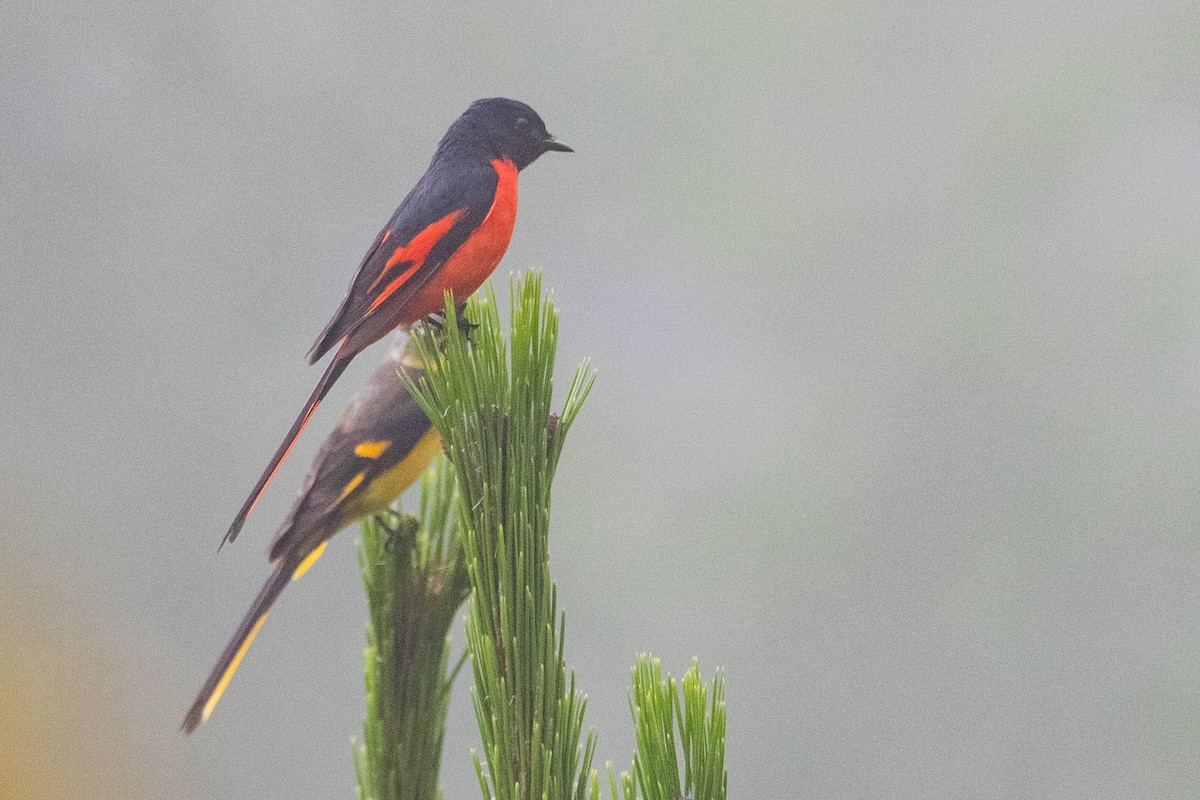 Long-tailed Minivet - ML625038195