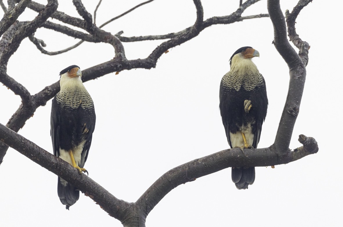 Crested Caracara - ML625038198