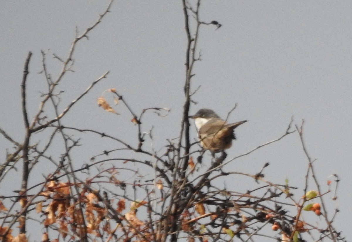 Western Orphean Warbler - ML625038200