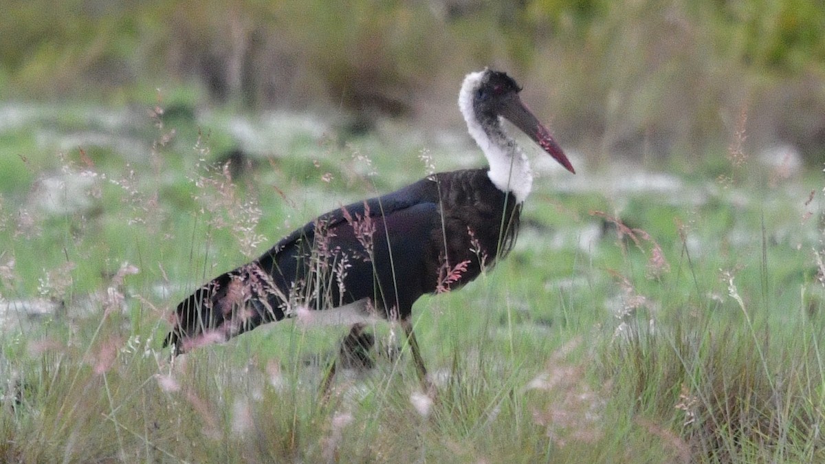 African Woolly-necked Stork - ML625038226