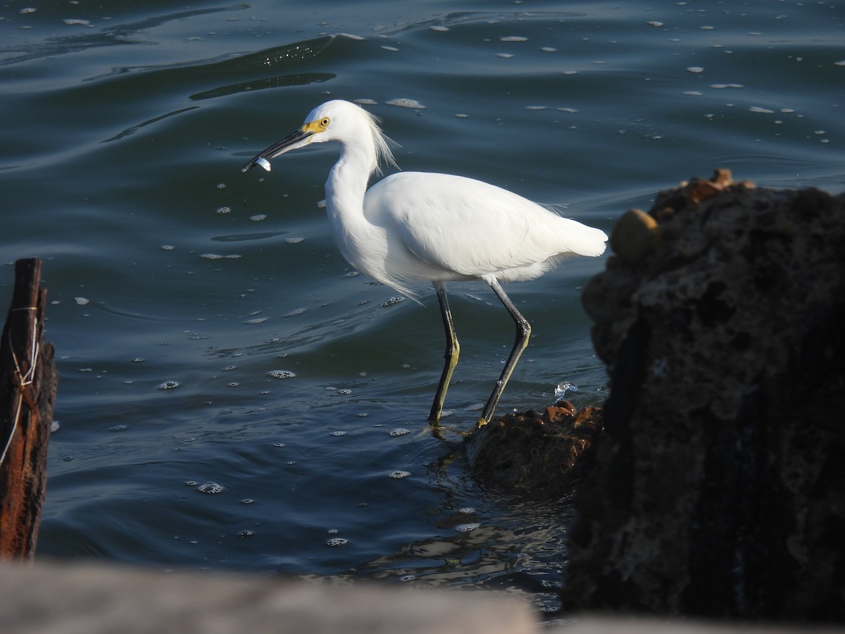 Aigrette neigeuse - ML625038296