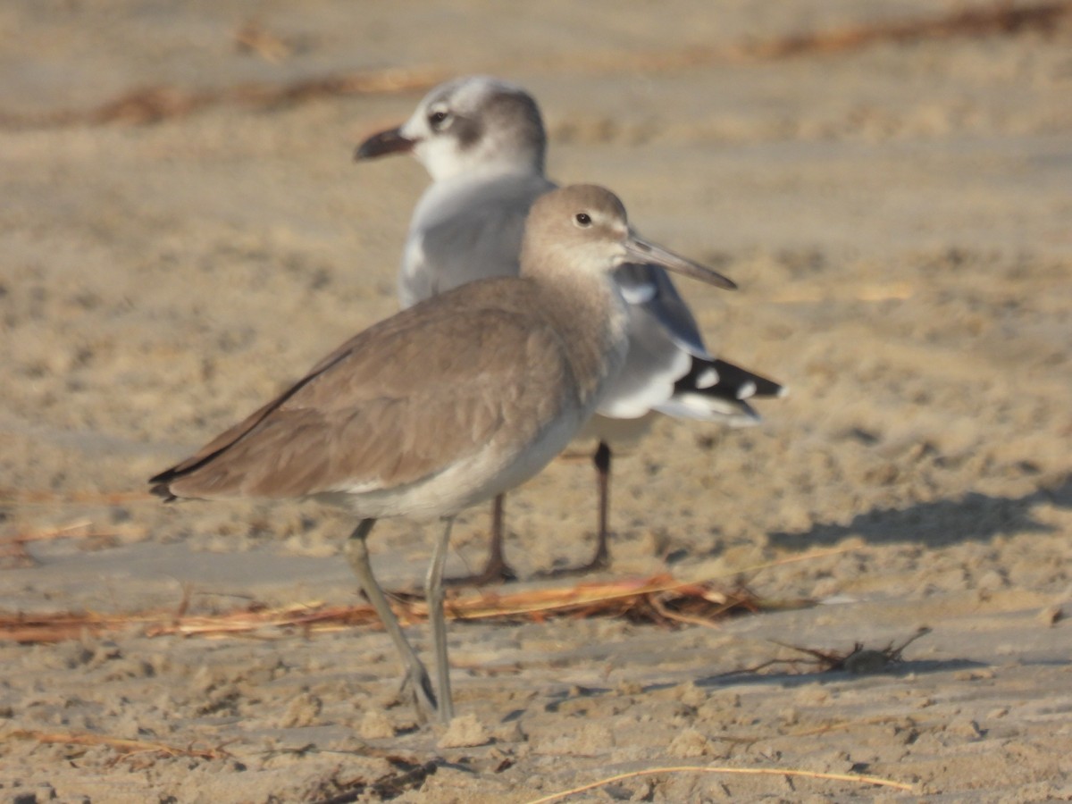 Chevalier semipalmé (inornata) - ML625038308