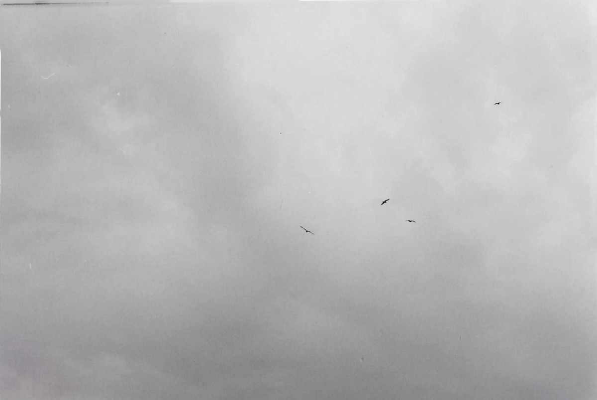 Magnificent Frigatebird - ML625038425