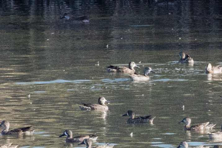 Ruddy Duck - ML625038518