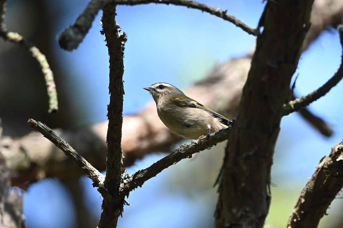 Golden-crowned Kinglet - ML625038524
