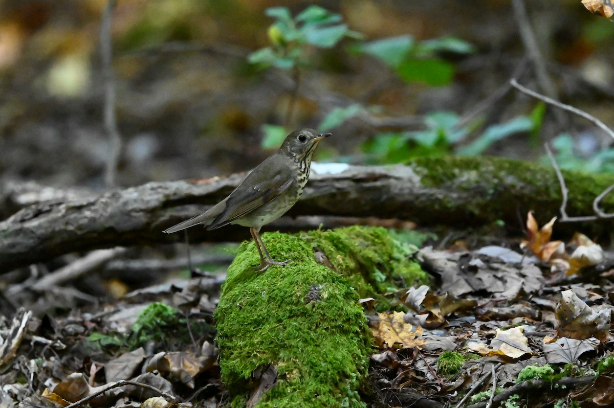 Gray-cheeked Thrush - ML625038540