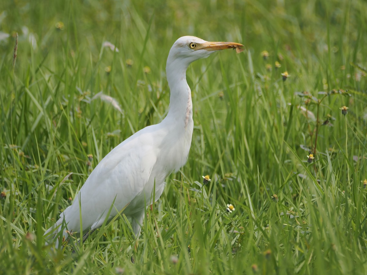 Héron de Coromandel - ML625038565