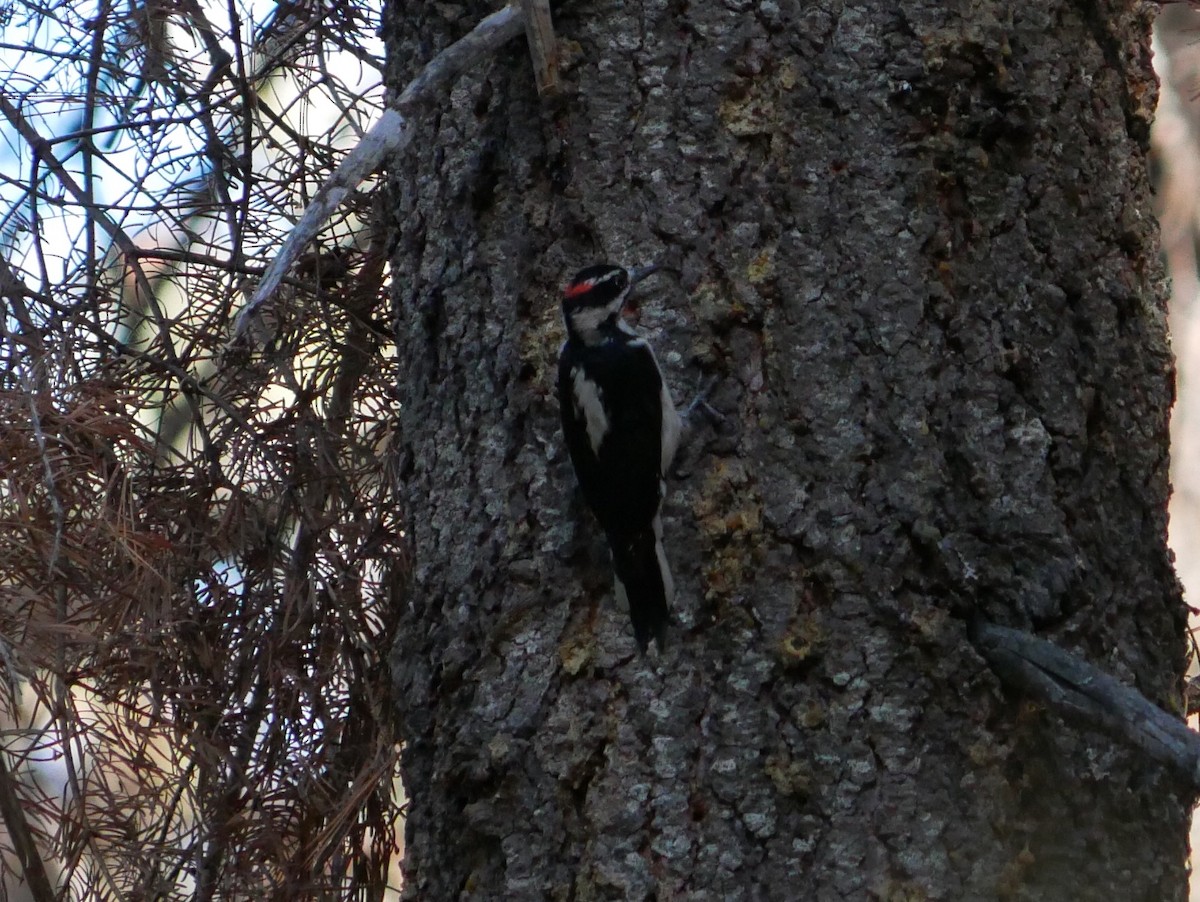 Hairy Woodpecker - ML625038595