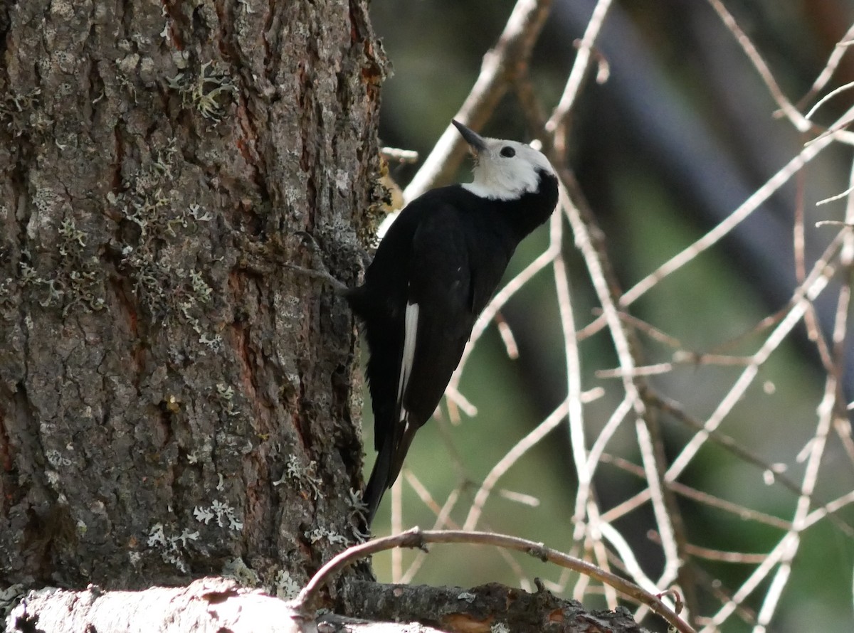 White-headed Woodpecker - ML625038605